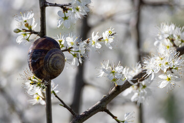 Fioritura bianca dei ciliegi selvatici.