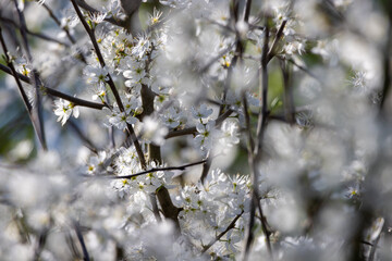 Fioritura bianca dei ciliegi selvatici.