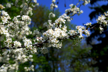 White cherry blossom