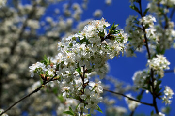 White cherry blossom