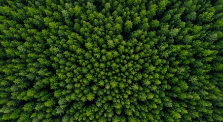 Aerial View of Green Forest Canopy, Evergreen Trees