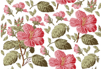 Seamless pattern. Beautiful pink blooming realistic isolated flowers. Vintage background. Set hibiscus mallow wildflowers. Wallpaper. Drawing engraving. Vector victorian Illustration