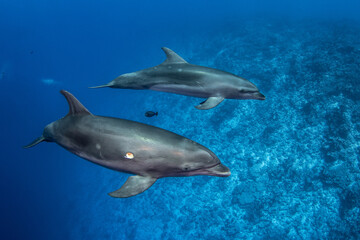 Fototapeta premium Dolphin in the blue