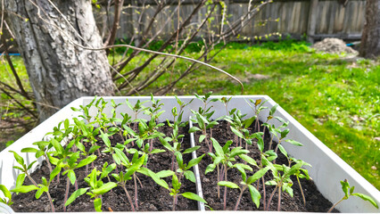 Beds with tomato sprouts seedlings stand in the sun in a plastic container in a green garden. Concept of the sowing season and vegetable garden