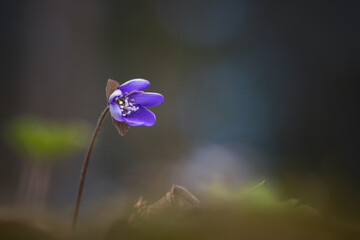 Hepatica nobilis (Liverleaf) blooms in serene forest setting during early spring morning light