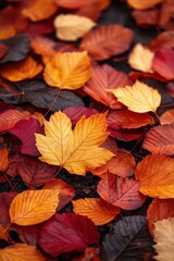 Obraz premium Colorful Autumn Leaves on the Ground in Vibrant Fall Scenery