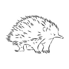 Echidna, Australian animal linear hand drawn illustration. Vector.