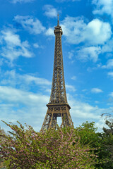 Fototapeta premium Eiffel tower and cherry blossoms tree,april in Paris