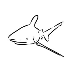 great white shark drawn in ink freehand sketch logo