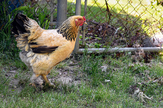 Backyard chicken