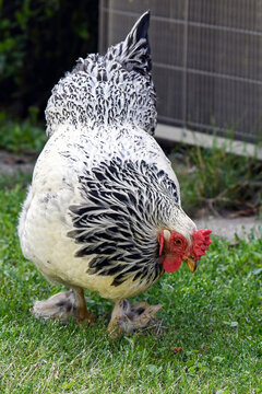 Black and white chicken