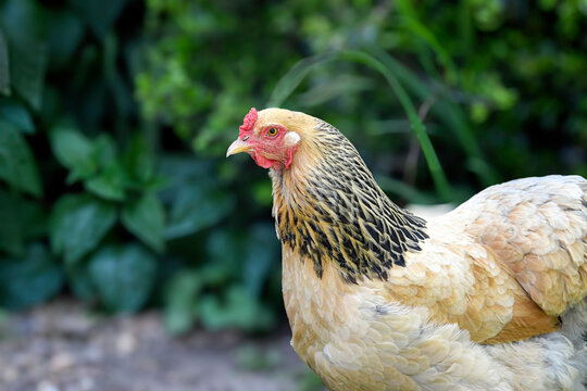 Close up of buff Brahma chicken with green background