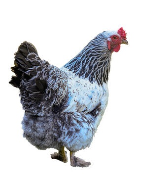 Isolated Brahma hen