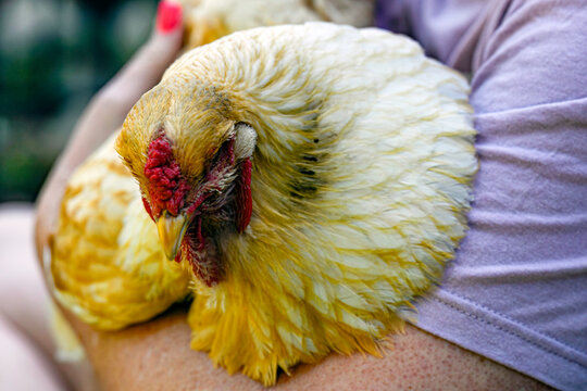 Close up of woman holding chicken