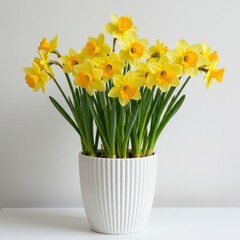 Yellow daffodils in a white ribbed pot against a plain white background view