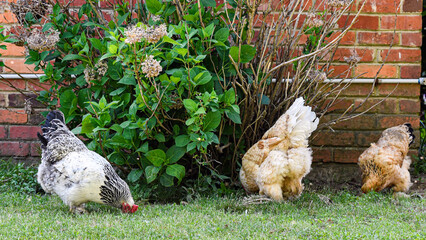 Three backyard chickens scratching