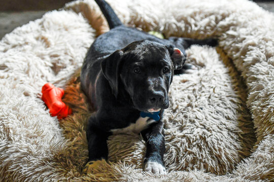 Puppy Love