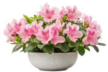 Delicate pink azaleas in a speckled pot blooming profusely against a black background vibrant flowers on transparent background