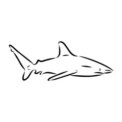 great white shark drawn in ink freehand sketch logo
