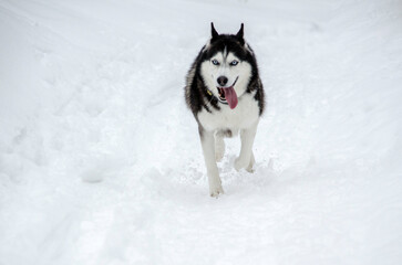 Energetic siberian husky stands in snow, surrounded by trees. Overcast sky and winter wonderland create serene ambiance. Joyful pose reflects love for cold environment