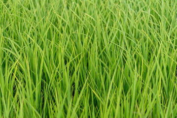 Lush green blades of grass or rice plants growing in a field, natural background texture. Nature.
