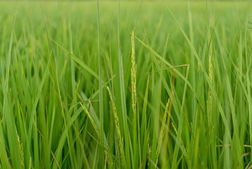Close up green rice field showing young developing grains, agriculture and food production.