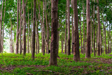 Rows of rubber trees in a plantation with tapping cuts and collection cups, showing sustainable agriculture.