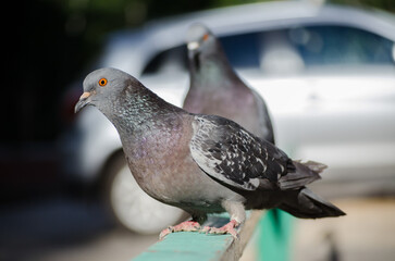 Gray pigeons perched on green rail in city setting. Sunlight highlights plumage, creating contrast with blurred car background. Focus on foreground birds vibrant eye