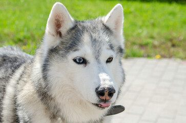 Husky with striking blue eyes stands on sunlit pathway in park. Soft gray and white fur contrasts against vibrant green. Calm expression captures relaxed afternoon mood