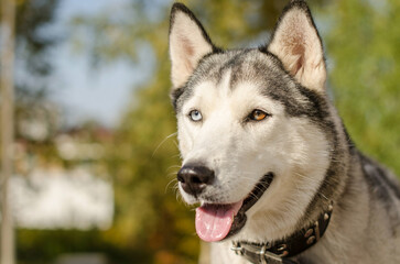 Obraz premium Close-up of siberian husky with striking heterochromia. Sunlight illuminates its face, highlighting blue and brown eyes. Blurred greenery creates serene backdrop