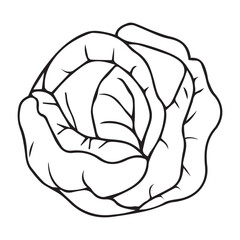 vector cabbage