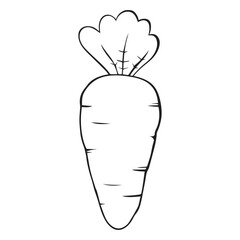 vector illustration of a carrot