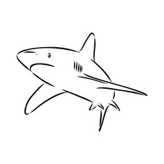 great white shark drawn in ink freehand sketch logo