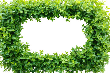 Lush Greenery Frame with Vibrant Leaves for Natural Backdrops and Decorations on transparent background