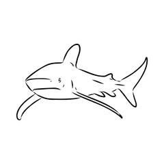 great white shark drawn in ink freehand sketch logo