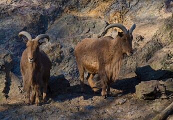 mountain goat on the rock
