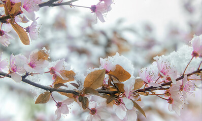 A blossoming branch of sakura with delicate flowers and a blanket of snow. Spring snow on delicate...
