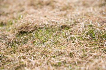 Dry grass on the lawn. Close-up view. Selective focus.