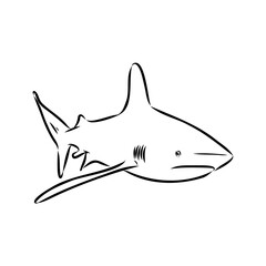great white shark drawn in ink freehand sketch logo