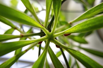 Obraz premium Close-Up of Green Plant Leaves from Unique Perspectives and Angles