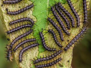 Close-up photography of a formation of black spiky caterpillars feeding on a leaf, captured in a forest in the eastern Andean mountains of central Colombia.