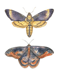 Obraz premium Watercolor illustration of two realistic moths with intricate wing patterns in gold, blue, and violet shades. Perfect for nature prints, vintage designs, and entomology-themed projects.