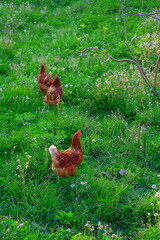 Chickens run free-range in the garden among the blossoming apple trees, poultry frolicking on the lawn