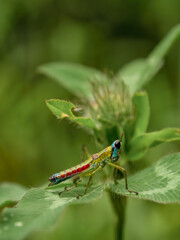 Macro photography from the side of a monkey grasshopper standing on a clover  leaf, in a forest in the eastern Andean mountains of central Colombia.