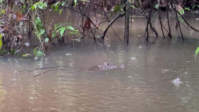 Kaiman im tropischen Regen im Tortuguero National Park an der n&ouml;rdlichen Karibik K&uuml;ste in Costa Rica