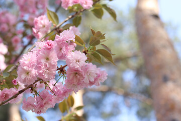 Sakura in full bloom. Beautiful pink sakura flowers with soft focus. Flowers close-up. Spring background. Blooming sakura tree in the park