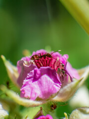 Macro photography of some ants walking on a strawberry flower, captured in a garden in the eastern Andean mountains of central Colombia.