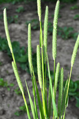Forage grass timothy (Phleum pratense) grows in the meadow
