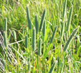 Forage grass timothy (Phleum pratense) grows in the meadow