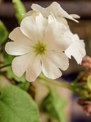 Close-up photography of white primrose flowers, captured in a garden near the town of Villa de Leyva in the eastern Andean mountains of central Colombia.